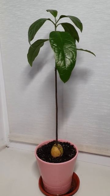 Авокадо 🥑  из косточки