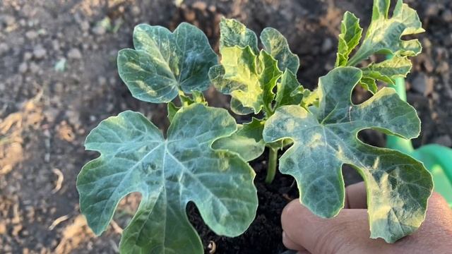 Настав час висадити на грядку розсаду кавунів. смотреть онлайн