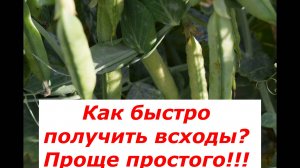 Лучший способ получения зеленого горошка #овощи #советы #горох #витамины