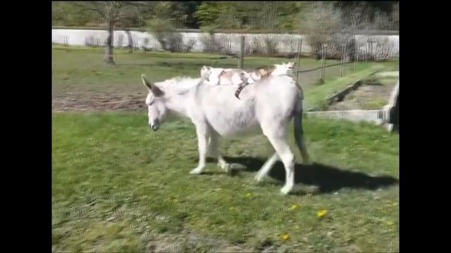 Убойные ПРИКОЛЫ за Январь 2017 Приколы COUB и VINE смотреть онлайн