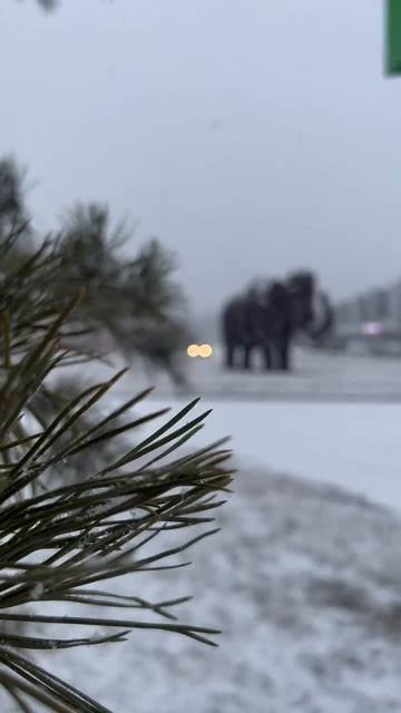 Царёво 2024 . Ноябрь