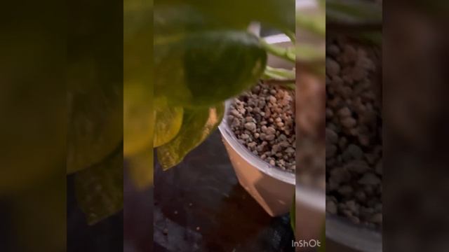 Филодендрон и аглаонемы в минеральном грунте#лечуза