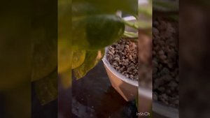 Филодендрон и аглаонемы в минеральном грунте#лечуза