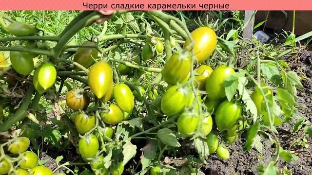 РАСПРОДАЖА семян томатов, самые сладкие сорта томатов