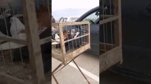 Сегодня прошла ярмарка, спасибо всем за участие!!! Птичий рынок в следующий раз будет 18 мая 2025г!!