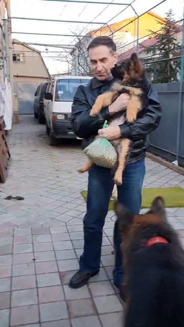 Купили себе друга! Щенок немецкой овчарки едет в новую смотреть онлайн