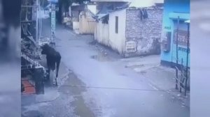 Бык угоняет мопед