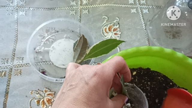 🌱Укоренённые черенки в перлите посажены в грунт.