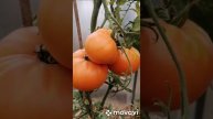 СУПЕР ОРАНЖ СОРТОВЫХ ТОМАТОВ // КОЛЛЕКЦИЯ ЛИПАТОВОЙ АН