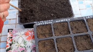 Выращивание многолетников из семян (под зиму)