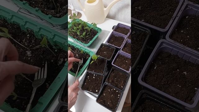 Пикирую перец и баклажаны #semena22 #садоводство #овощи смотреть онлайн