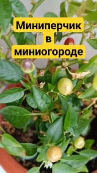жгучий острый ароматный