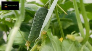 Огурец   Журавленок F1