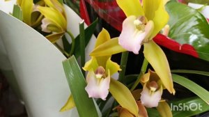 Орхидеи в садовом центре Летто/06.05.25/