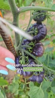 ВКУСНЕЙШИЙ и урожайный сорт томатов для теплиц и откр?