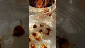 КАК МГНОВЕННО ПРОРАСТАТЬ СЕМЕНА КУКУРУЗЫ🌽  / ВЫРАЩИВ?