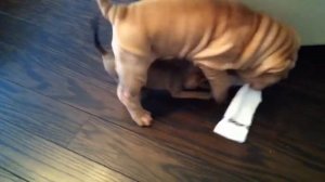 Чиха и шарпей прикол очень смешно)))))