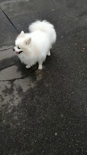 White big german spitz (Белый большой немецкий шпиц)