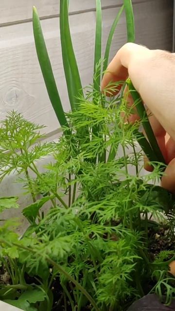 Огород на подоконнике #дача #shorts #огород #minimalism смотреть онлайн