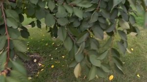 Очищаем Сад ДО ОПАДАНИЯ ЛИСТЬЕВ Одной Обработкой! Осе?