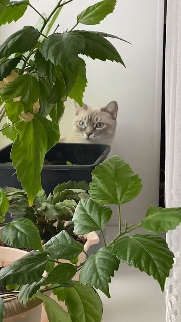 Кошка в гамаке. Кошка на окошке. Кошки. Гамак для кошки.