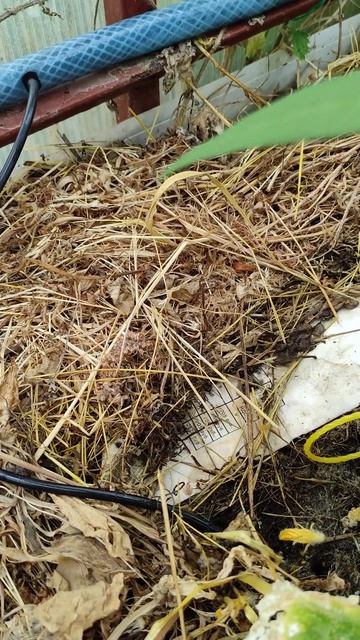 Капельный полив собранный своими руками. 6 недель безу
