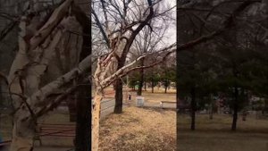 ПОГОДА СЕГОДНЯ…г.Уссурийск,Приморский  край. #погода#?