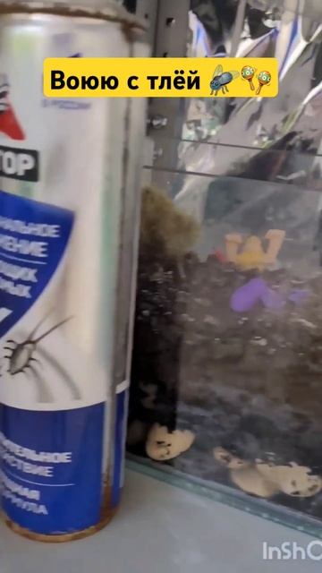 Тля на хризантемах. Вредители хризантем. Дихлофос про? смотреть онлайн