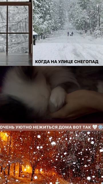 Уютное видео для расслабления  shortsclip shorts мимимишность шпиц