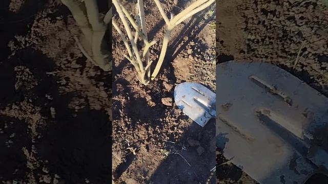 На даче.Пересадка деревьев И не надо усложнять!12.04.25 г. смотреть онлайн