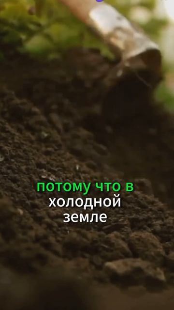 Посадка картофеля по Лунному календарю 2024 #благоприят смотреть онлайн