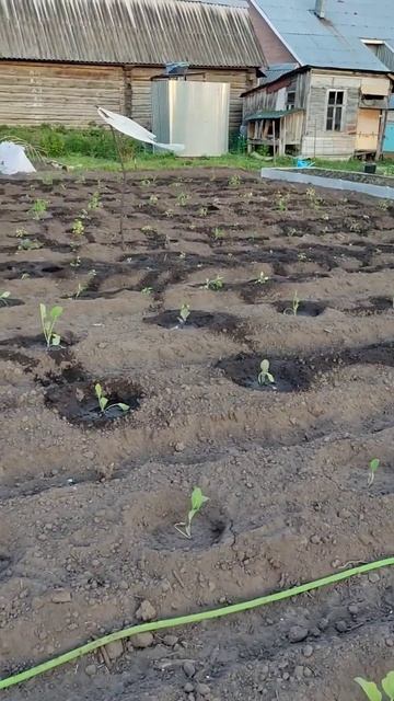 #работа #помидор #огород #капуста #свой_дом #жизньвдере? смотреть онлайн