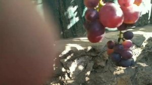 Краса осени на моем винограднике и Мустанг.