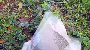 ЧЕМ ПОДКОРМИТЬ КЛУБНИКУ В АВГУСТЕ после обрезки?Любим