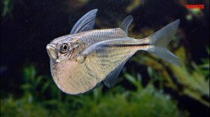 Аквариумная рыбка Клинобрюшка Стерникла Содержание и