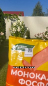 Что делать с гортензиями в конце августа #кфх_ревуцкий