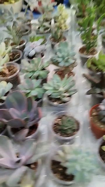 Выставка 😍🌹цветов🌹Екатеринбург #суккуленты #цветы смотреть онлайн