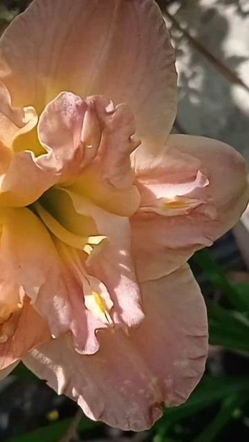 #многолетники #лилейники #лилейникиузловая смотреть онлайн