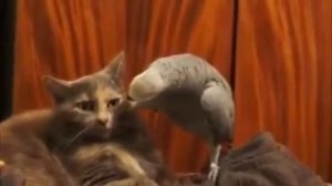 Попугай и кот😂