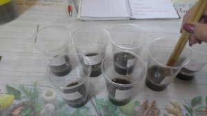 Как и когда сеять острый перец