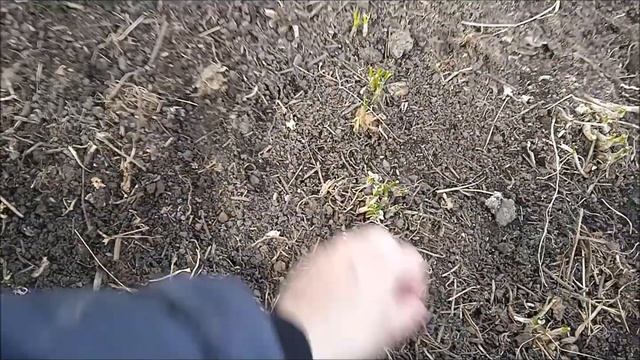 Рассада в теплице,капуста посеяна,клумба ...