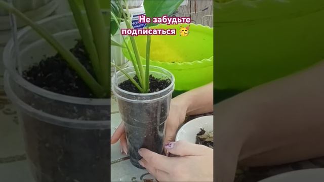 ⚫Грунт для Спатифиллума #растения #спатифиллум #домаш