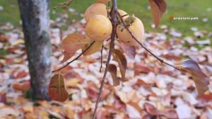 Как Вырастить Хурму в Домашних Условиях 🍂