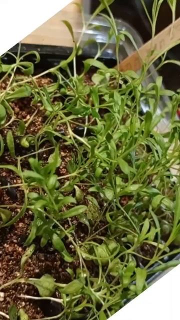 #гвоздика #стрижка гвоздики#рассада смотреть онлайн