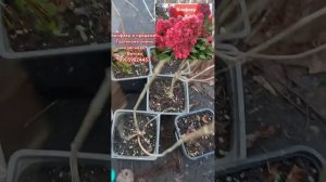 Бонфаер! Супер гортензия.Саженцы в продаже#гортензиям