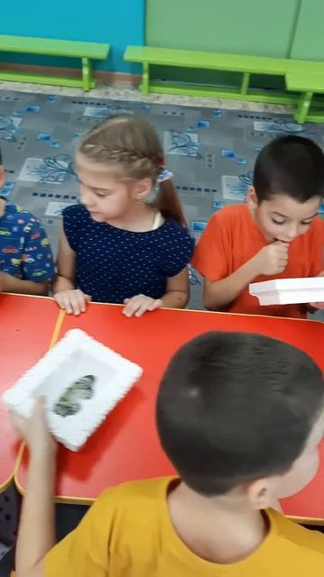 Разглядываем коллекцию тропических бабочек в садике #