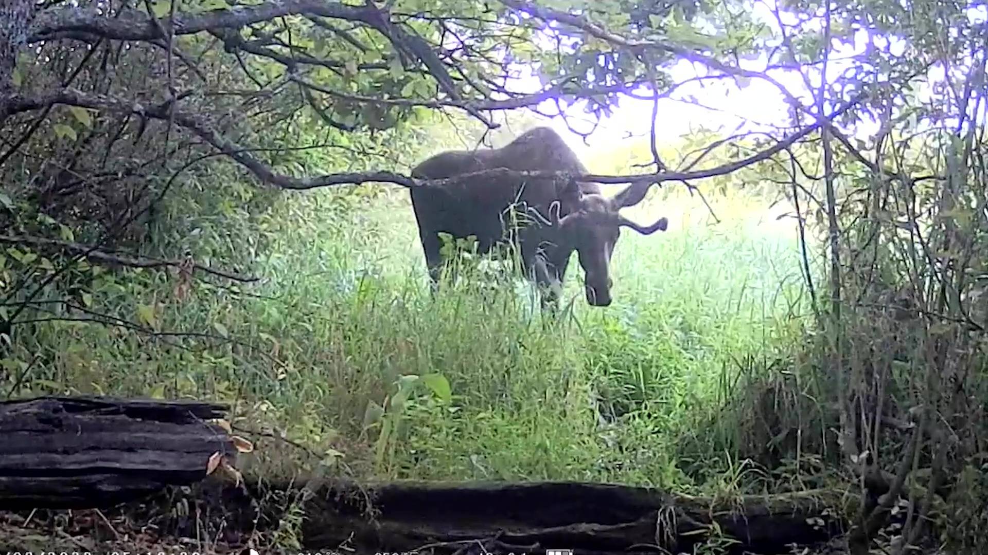 Марий Эл ТВ: Марий Элыште ир янлык-влаклан кӧра лийше аварий шукемын смотреть онлайн