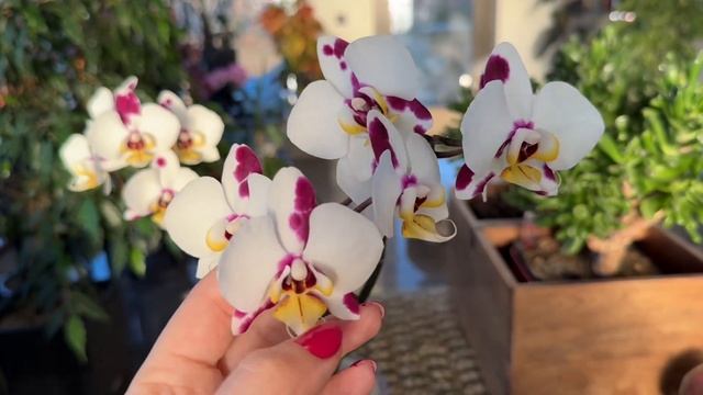 Новинка : Цимбидиум ! Болталка. Пересадка хойи и посадк смотреть онлайн