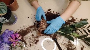 Замиакулькас Черный Равен. Пересадка.