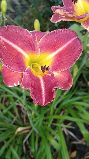 Лилейник Медный всадник #лилейники #цветы #многолетни? смотреть онлайн